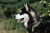 ALASKAN MALAMUTE 390